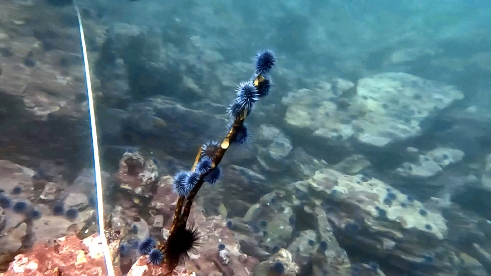 Help the Kelp SLO! 3 Help the Kelp SLO! 3