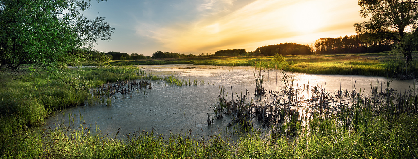 Stop the Rezone in Kings Grant